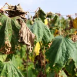 Heat Stressed Wilted Cucumber Vines and Leaves