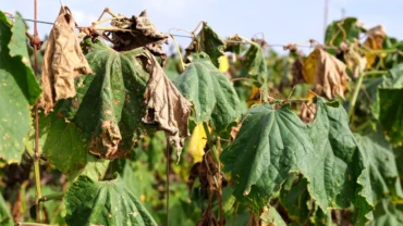 Heat Stressed Wilted Cucumber Vines and Leaves