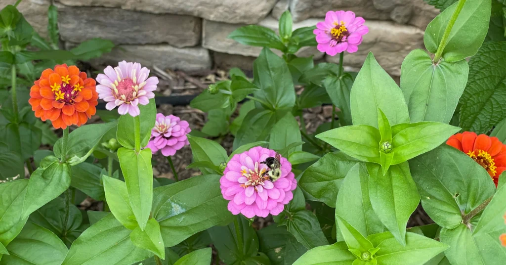 Pink and orange zinnia flowers growing in a garden with a bee on a pink flower.