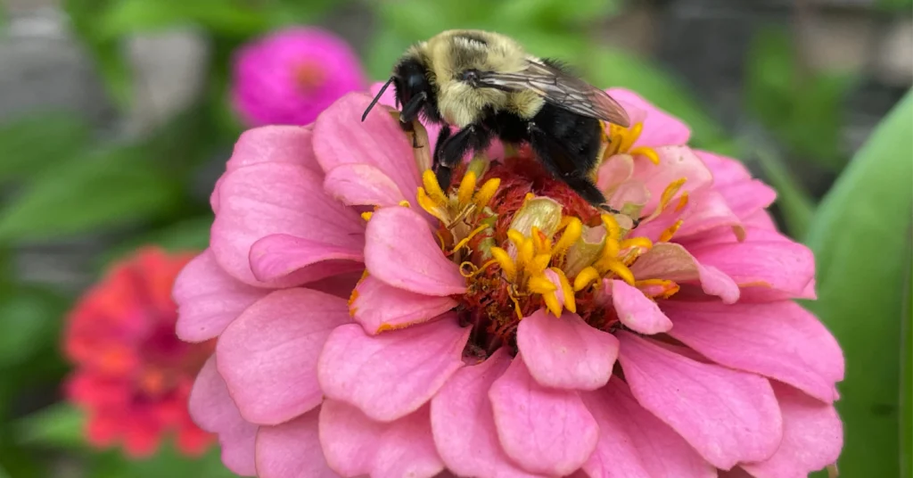 Bumble bee on a large pink zinnia flower.