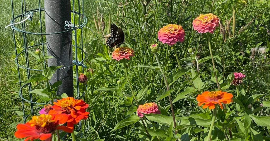 Pink and orange zinnia flowers with a black swallowtail butterfly.