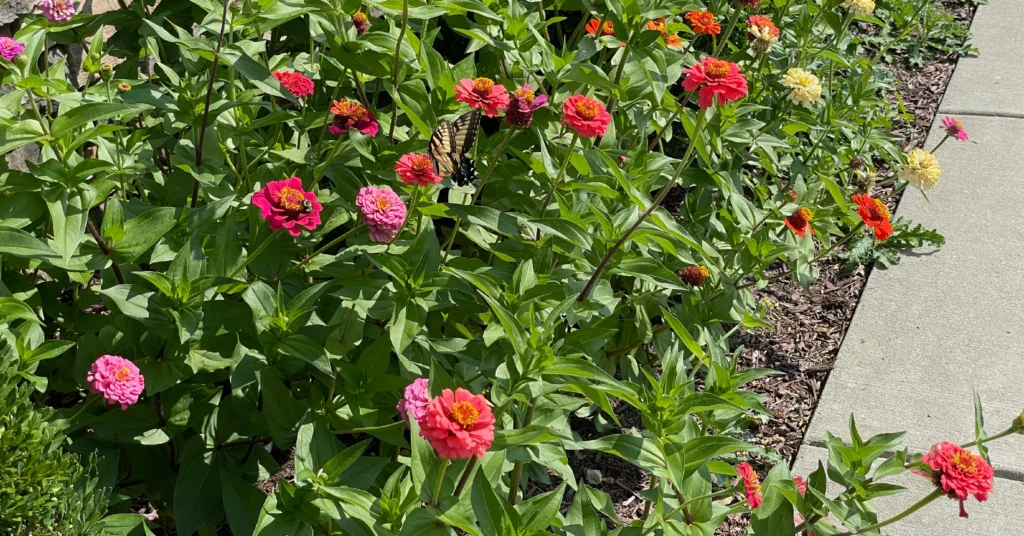 Pink, coral, and yellow zinnia flowers with a yellow swallowtail butterfly.