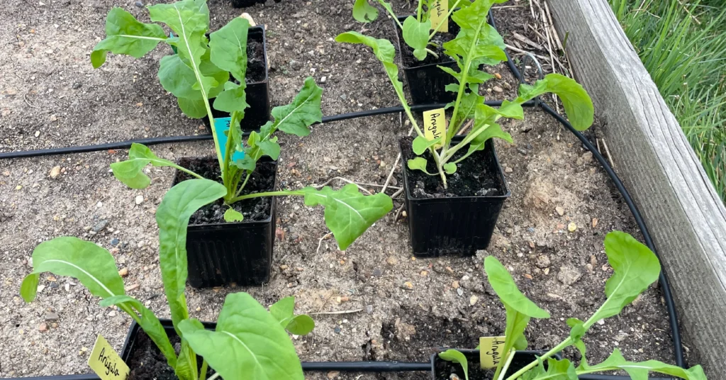 Young arugula transplants sit in small black nursery pots arranged in a garden bed, their bright green leaves stretching outward over the soil. Handwritten labels marked “Arugula” are tucked into several pots, and a drip irrigation line runs through the planting area.