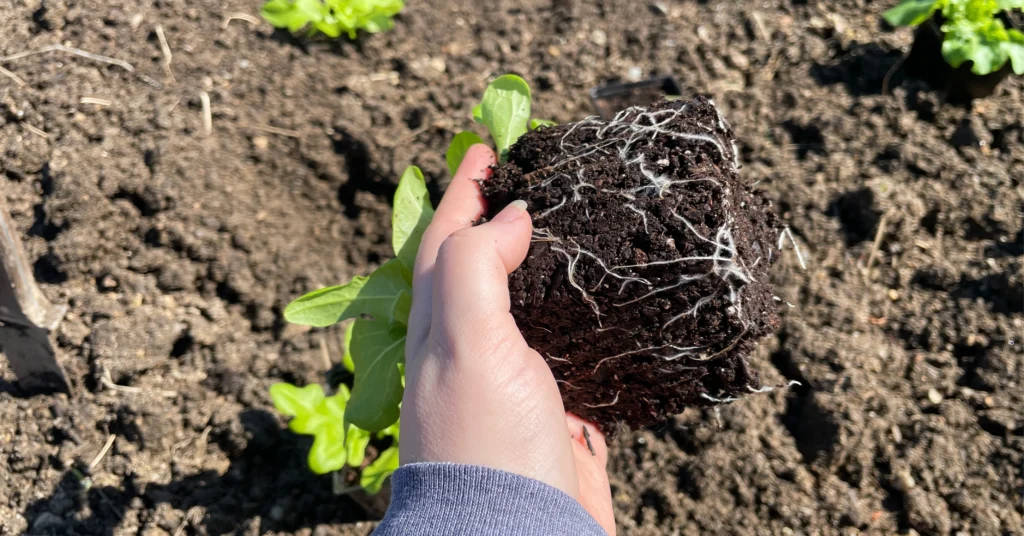 A hand holds an arugula transplant lifted from its pot, showing the root ball covered in white, healthy roots against freshly turned garden soil. The seedling’s green leaves rest above the hand as it’s prepared for planting in the garden bed.