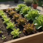 lettuce plants that have been succession planted at various sizes of growth.