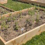 Recently planted tomato transplants sit in a raised garden bed, their leaves drooping and curled as signs of transplant shock. The young plants appear pale and stressed against the dry soil, with small row markers noting the tomato varieties.