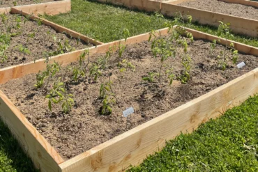 Recently planted tomato transplants sit in a raised garden bed, their leaves drooping and curled as signs of transplant shock. The young plants appear pale and stressed against the dry soil, with small row markers noting the tomato varieties.