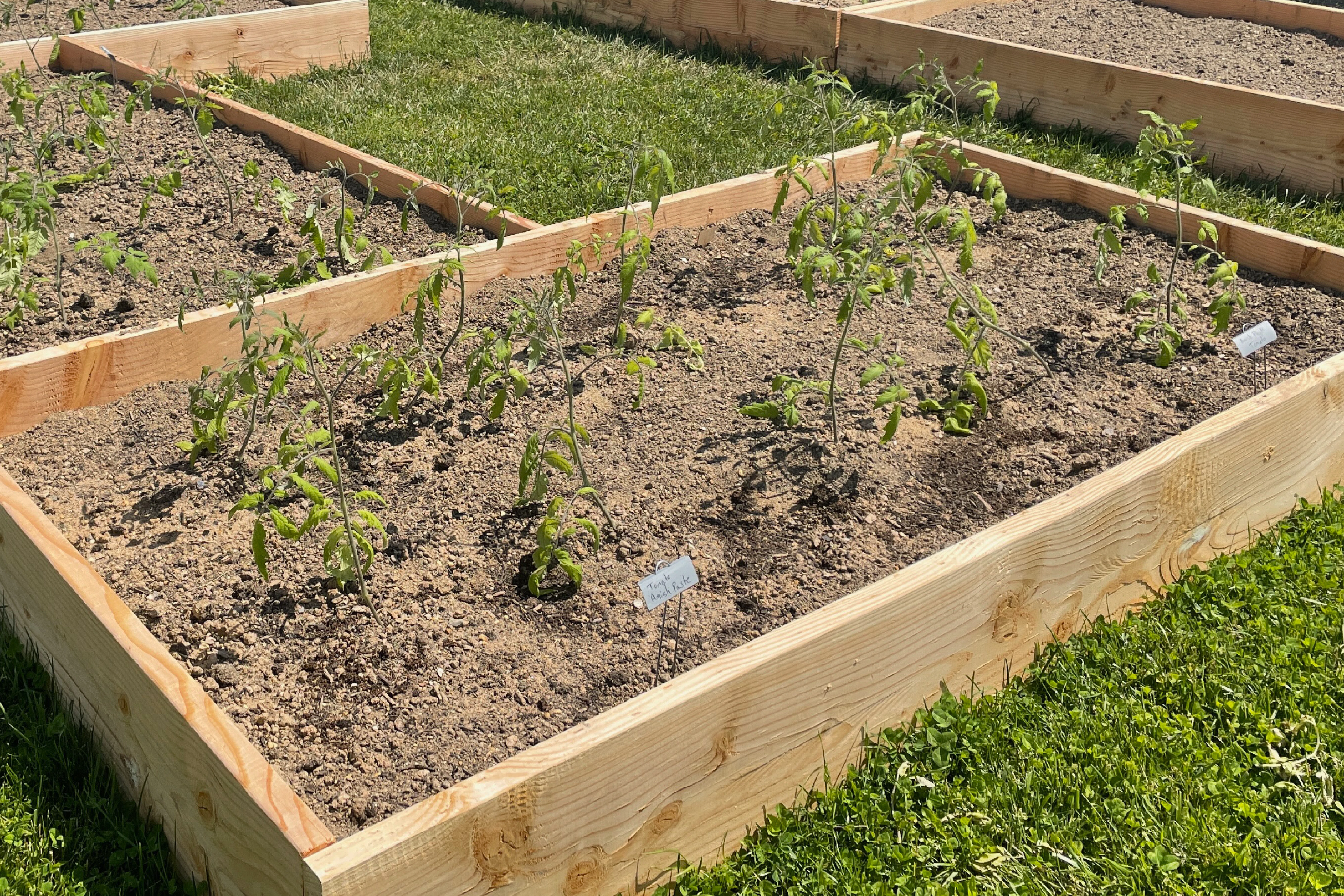 Recently planted tomato transplants sit in a raised garden bed, their leaves drooping and curled as signs of transplant shock. The young plants appear pale and stressed against the dry soil, with small row markers noting the tomato varieties.