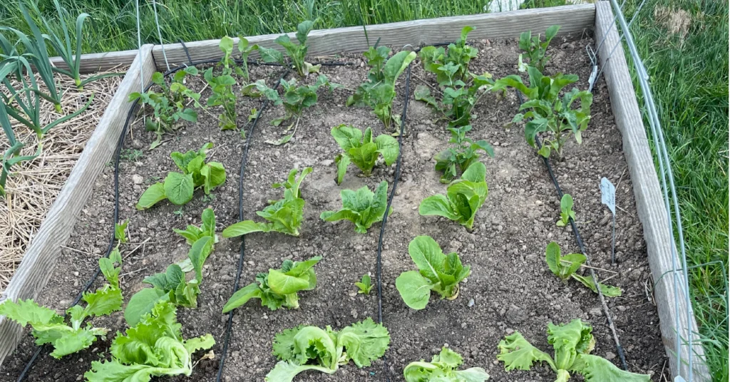Several young lettuce plants of different varieties grow in a raised garden bed, their leaves wilted, pale, and curled from transplant shock. The soil is dry between the rows, with drip irrigation lines running through the bed and small plant markers identifying each lettuce type.