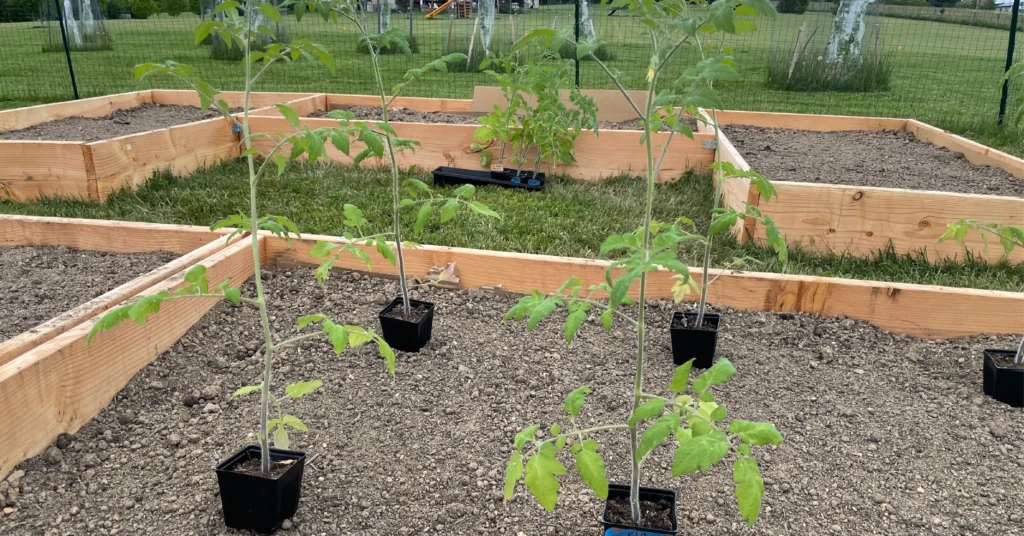 Young tomato transplants in small black pots are spaced across a freshly prepared raised garden bed, their tall stems and bright green leaves reaching upward. Additional tomato starts sit in a tray in the background, with wooden garden boxes and a grassy yard surrounding the planting area.