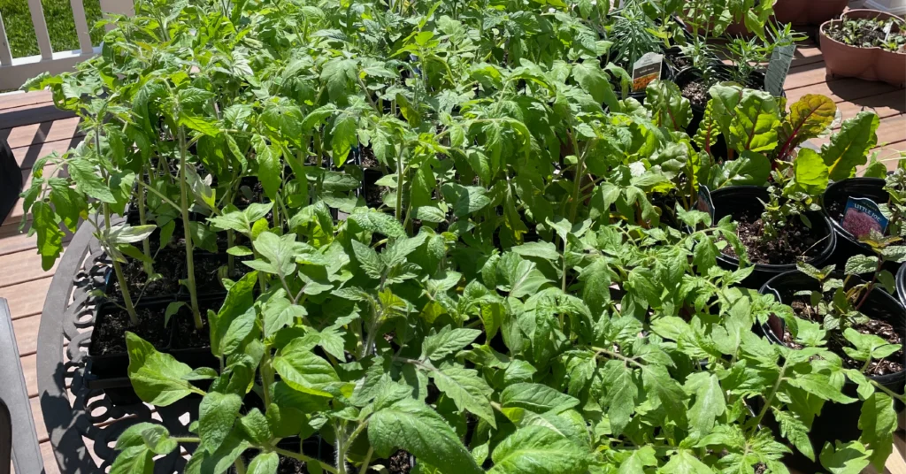 A large group of healthy green seedlings—mostly tomato plants—sit in small containers on an outdoor table in bright sunlight. Their leaves are full and vibrant as they grow closely together, with additional potted herbs and leafy greens visible to the right.