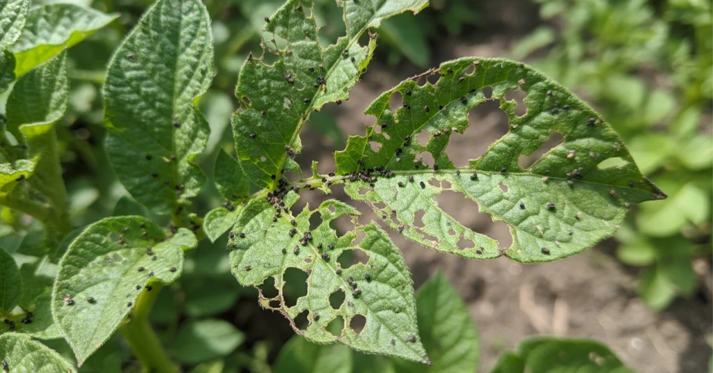 Potato leaves with potato beetle damage and frass.