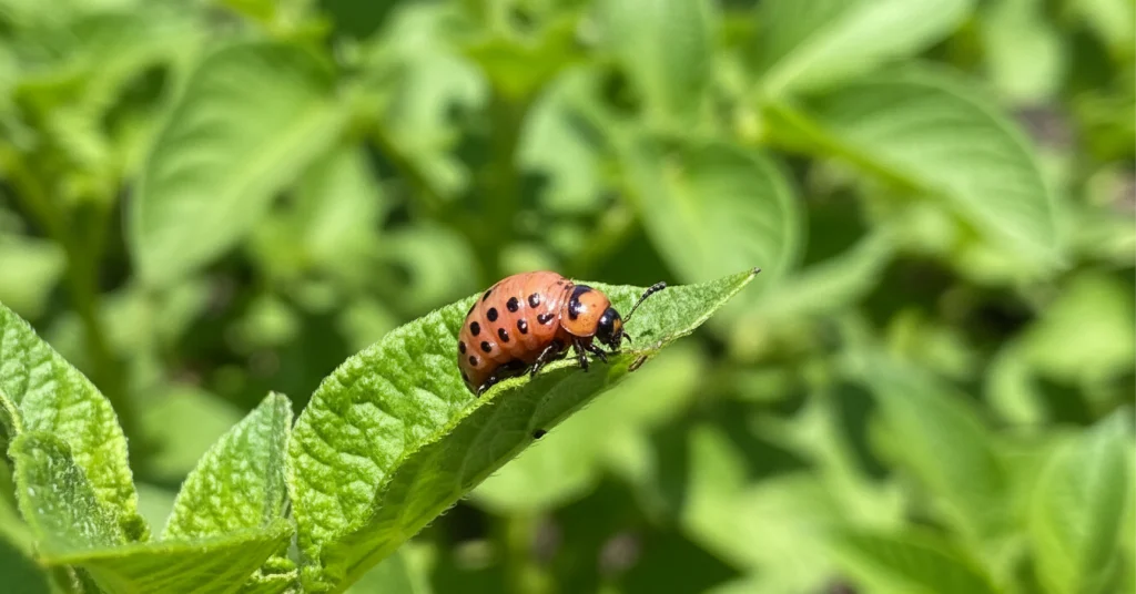 Orange red Potato Beetle Larva with black spots on a potato leaf.