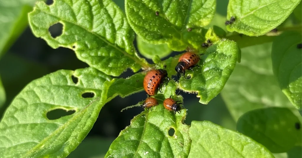 Four Potato Beetle Larva eating potato leaves.