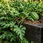 Watermelon growing in a raised garden bed.