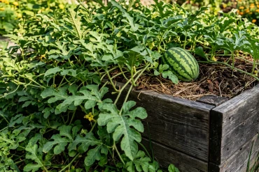 Watermelon growing in a raised garden bed.